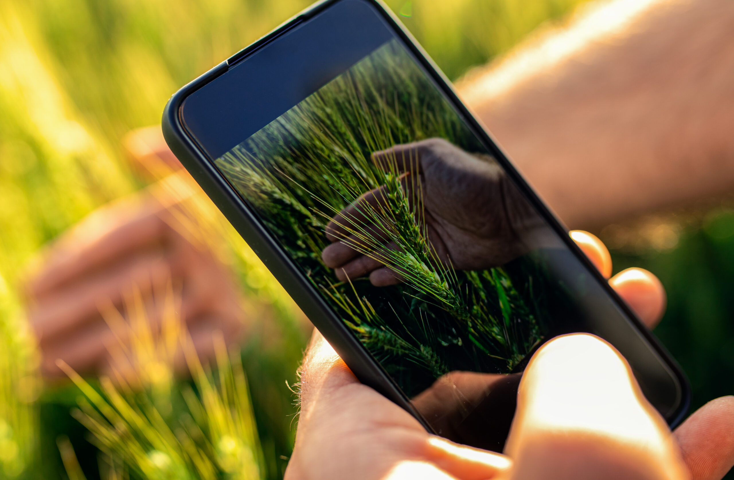 Smartphone zeigt Getreidepflanze im Feld zur digitalen Pflanzenbestimmung Nahaufnahme eines Smartphones in einer Hand, auf dessen Bildschirm eine Pflanze im Feld zu sehen ist. Im Hintergrund erstreckt sich ein Getreidefeld. Die Szene symbolisiert den Einsatz digitaler Hilfsmittel zur Pflanzenbestimmung in der Landwirtschaft oder im Unterricht.