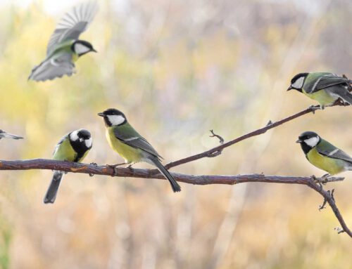Ornithologie to go