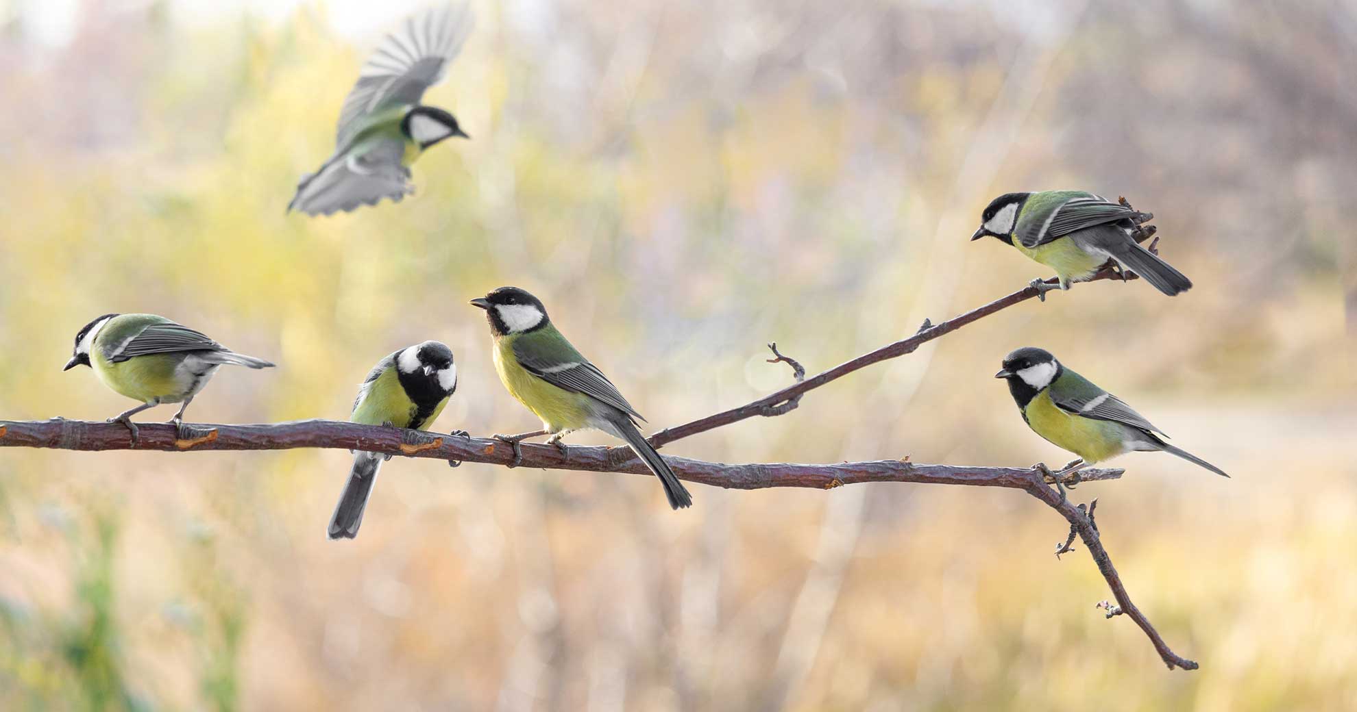 Mehrere Kohlmeisen sitzen und fliegen auf einem Ast, Vogelbestimmung in der Natur