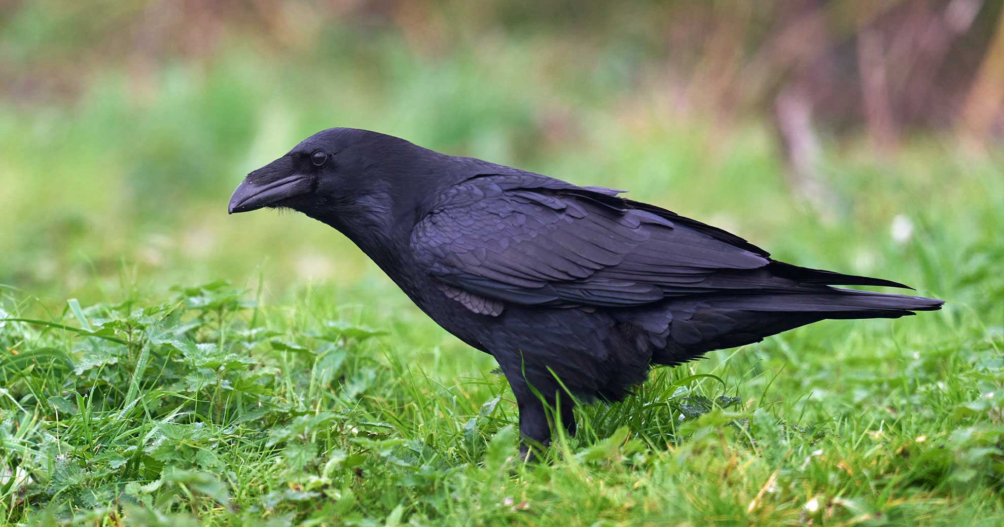 Schwarzer Rabe oder Krähe steht auf einer grünen Wiese