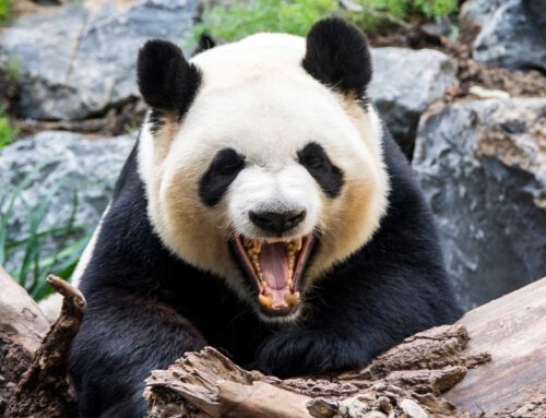 Der Panda im Klassenraum