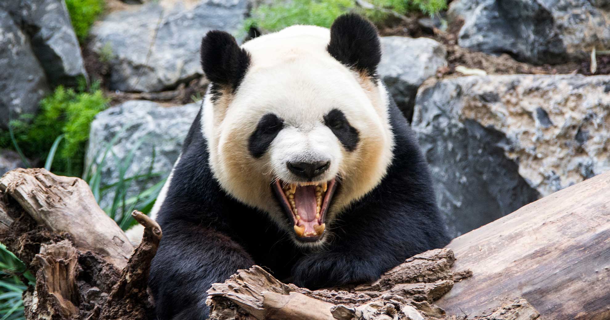 Großer Panda gähnt im Zoo zwischen Felsen und Holzstämmen